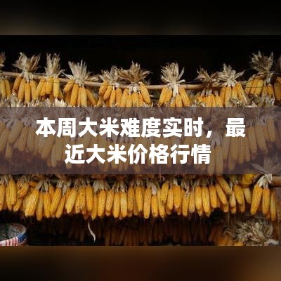 本周大米難度實(shí)時(shí)，最近大米價(jià)格行情 