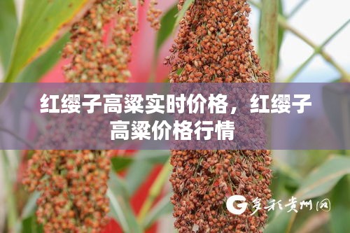 紅纓子高粱實時價格，紅纓子高粱價格行情 