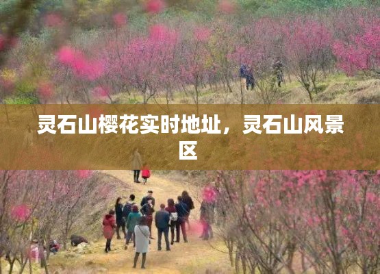 靈石山櫻花實時地址，靈石山風景區(qū) 