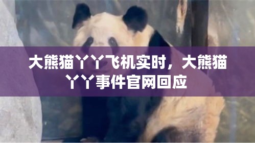 大熊貓丫丫飛機實時，大熊貓丫丫事件官網回應 