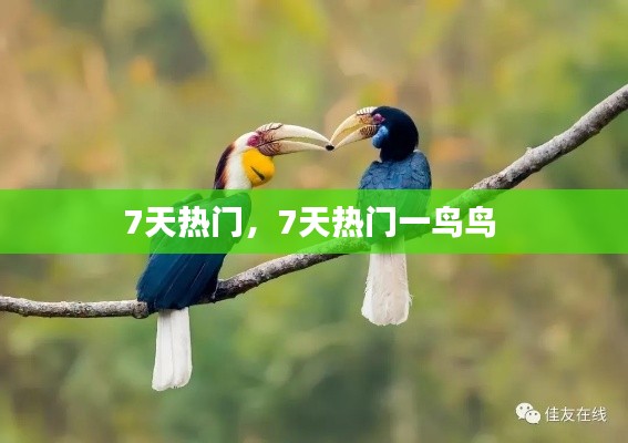7天熱門(mén)，7天熱門(mén)一鳥(niǎo)鳥(niǎo) 