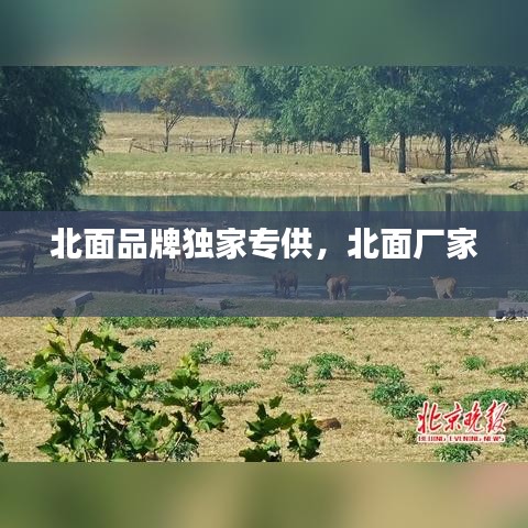 北面品牌獨家專供，北面廠家 