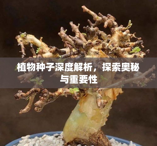 植物種子深度解析，探索奧秘與重要性