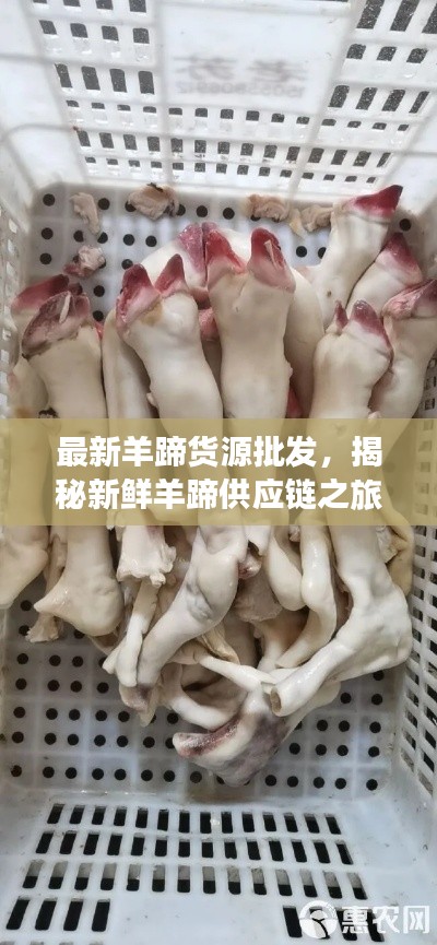 最新羊蹄貨源批發(fā)，揭秘新鮮羊蹄供應(yīng)鏈之旅