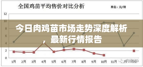 今日肉雞苗市場走勢深度解析，最新行情報(bào)告