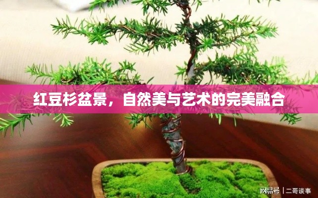 紅豆杉盆景，自然美與藝術(shù)的完美融合