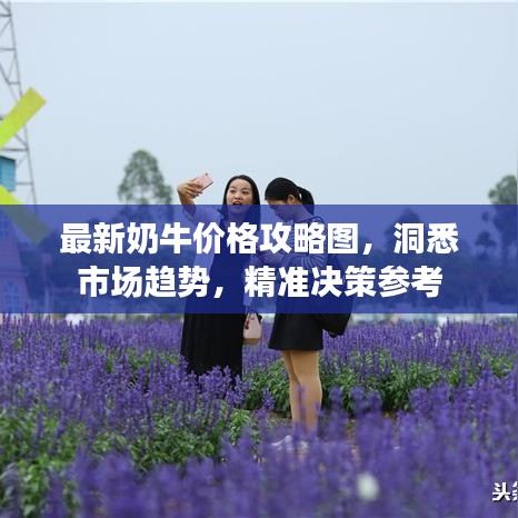 最新奶牛價格攻略圖，洞悉市場趨勢，精準(zhǔn)決策參考