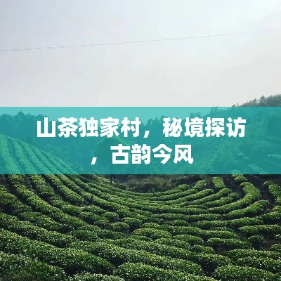 山茶獨家村，秘境探訪，古韻今風