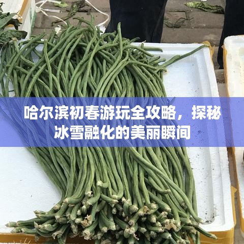 哈爾濱初春游玩全攻略，探秘冰雪融化的美麗瞬間