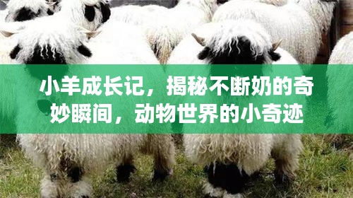小羊成長(zhǎng)記，揭秘不斷奶的奇妙瞬間，動(dòng)物世界的小奇跡