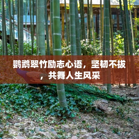 鸚鵡翠竹勵(lì)志心語，堅(jiān)韌不拔，共舞人生風(fēng)采