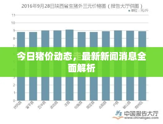 今日豬價動態(tài)，最新新聞消息全面解析