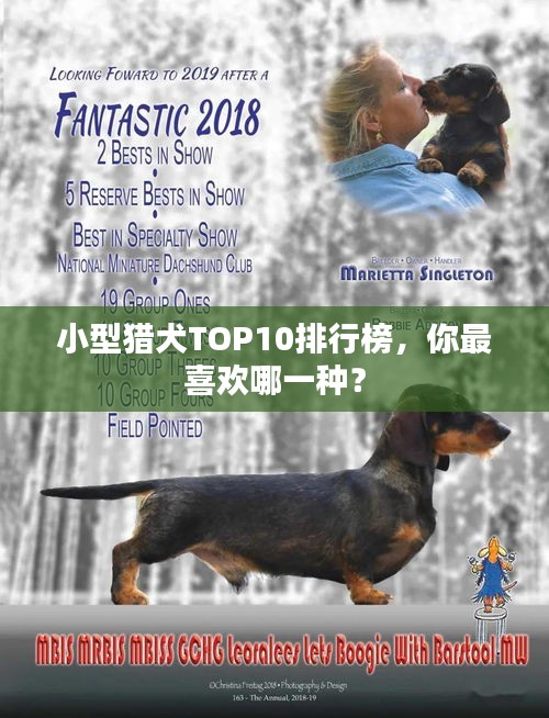 小型獵犬TOP10排行榜，你最喜歡哪一種？