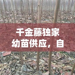 千金藤獨家幼苗供應(yīng)，自然與商業(yè)的橋梁接軌