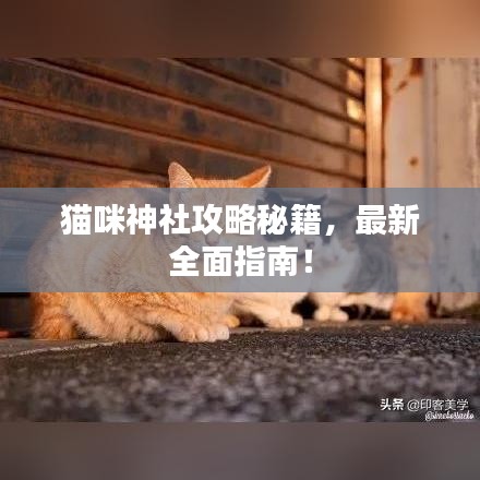 貓咪神社攻略秘籍，最新全面指南！