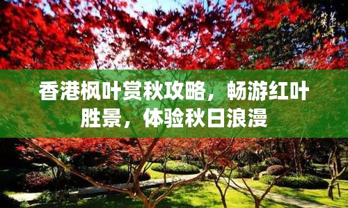 香港楓葉賞秋攻略，暢游紅葉勝景，體驗秋日浪漫