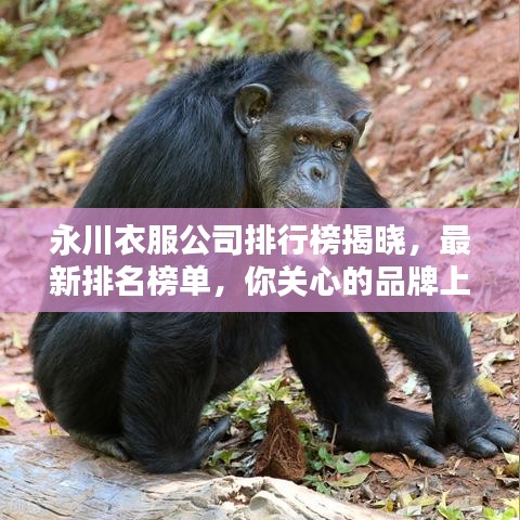 永川衣服公司排行榜揭曉，最新排名榜單，你關(guān)心的品牌上榜了！