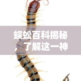 蜈蚣百科揭秘，了解這一神秘生物！